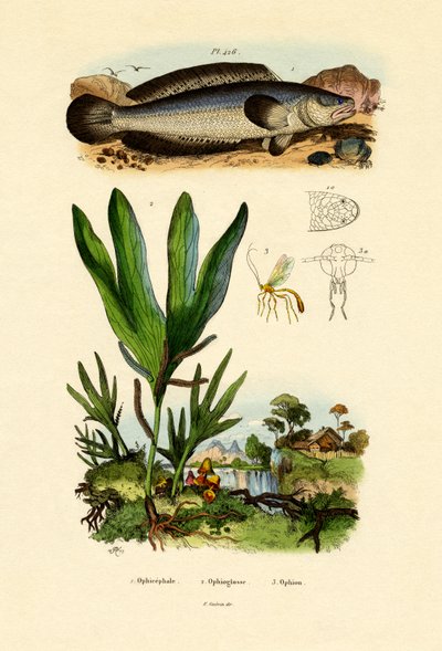 Tête de Serpent - French School